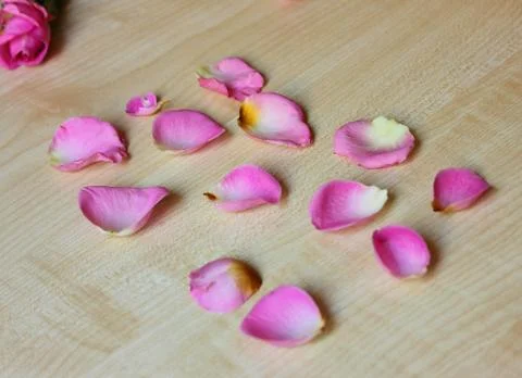 Rose petals Stock Photos