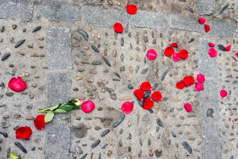 Rose petals. Stock Photos