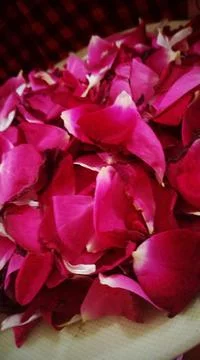 Rose petals Foto stock