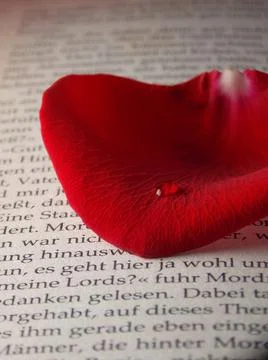 Rose Petals Foto stock