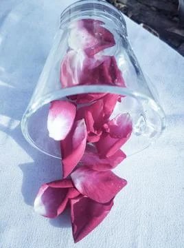 Rose petals Stock Photos