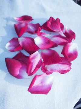 Rose petals Stock Photos