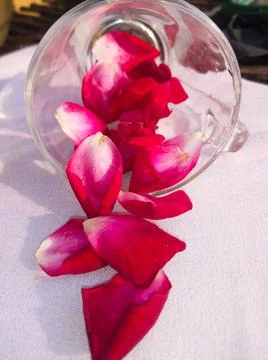 Rose petals Stock Photos