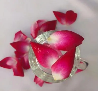 Rose petals Stock Photos