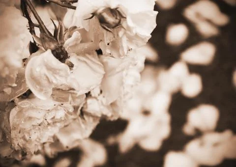 Rose Petals 写真素材