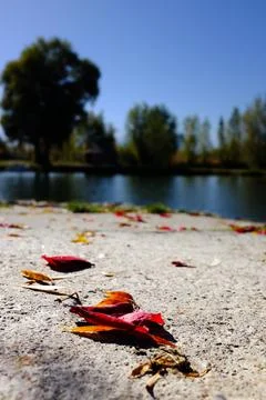Rose petals Stock Photos