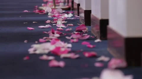 Rose petals push Video stock 8974928