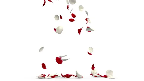Rose petals red and white fly and fall to the floor. 4K video quality. The alpha Stock Footage