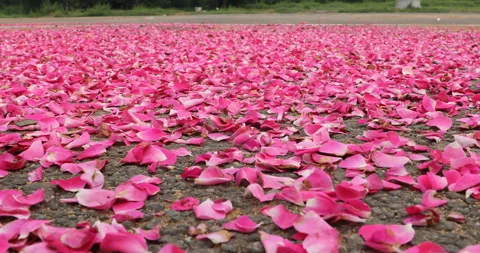 Rose petals on road Stock Footage 288123527