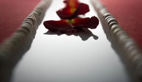 Rose petals in a row between the red bands and pearls Stockfoto's
