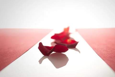 Rose petals in a row between the red stripes Stock Photos