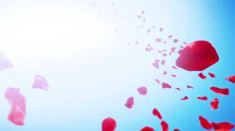 Falling Roses Petals From The Sky Stock Photo - Download Image Now