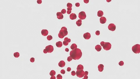Rose petals spreading from the center of the frame to the sides on a transparent Vidéo 321007773