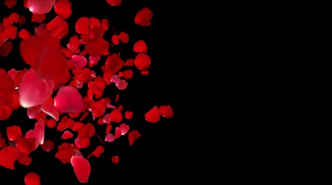 Rose petals transition Video stock 35043092