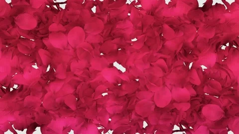 Rose Petals Transition Vídeos de archivo 169668734