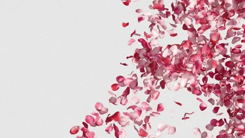 Rose Petals Transition Vídeo Stock 297747914