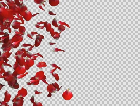 Rose petals transition left to right Видео 63984292