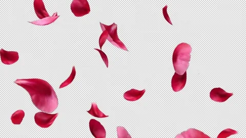 Rose Petals Transitions 01 Video stock 220472174