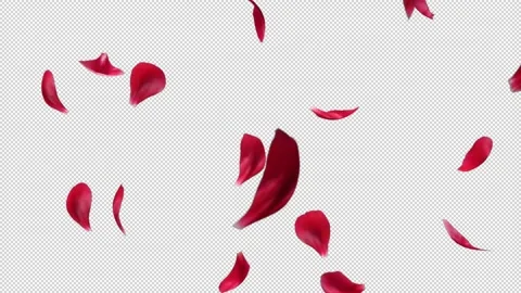 Rose Petals Transitions 03 Video stock 220472149