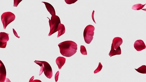 Rose Petals Transitions 05 Stock Footage 220472196