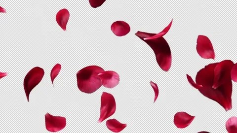 Rose Petals Transitions 06 Stock Footage 220472215