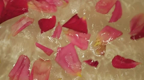 Rose petals in the water 库存影片 67510096