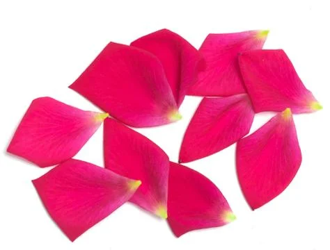 Rose petals on white background. macro 스톡 사진