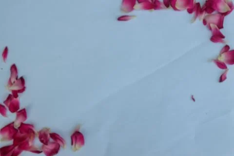 Rose petals on the white background Stock Photos