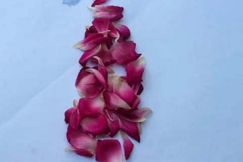 Rose petals on the white background Stock Photos