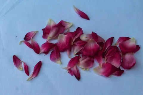 Rose petals on the white background Stock Photos