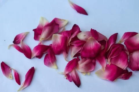 Rose petals on the white background Stock Photos