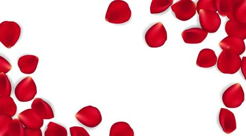 Rose petals on white ground. Vector illustration red rose petals background. Can Stock Illustration