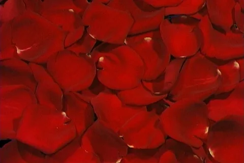 Rose Petals Wipe Stock Footage 335413
