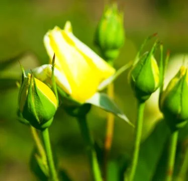 Rose Stock Photos