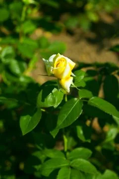 Rose Foto stock