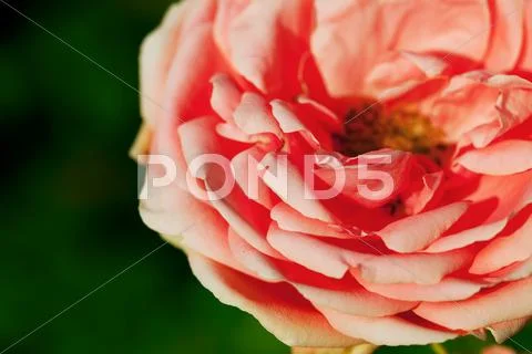 Rose Stock Photos