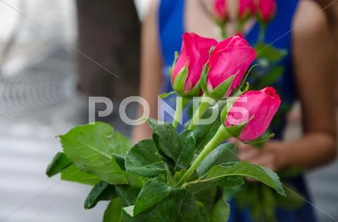 Rose Stock Photos