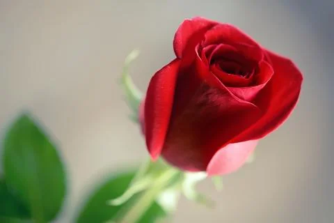 Rose Stock Photos
