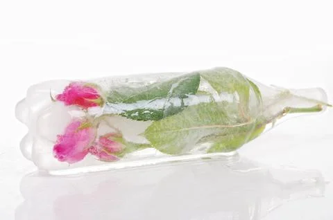 Rose Stock Photos