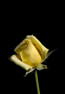 Rose Stock Photos