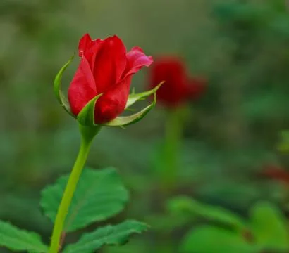 Rose Stock Photos