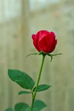Rose Stock Photos