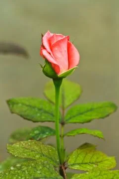 Rose Stock Photos