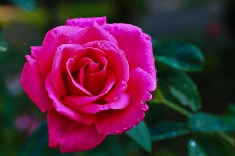Rose Stock Photos