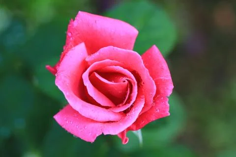 Rose Stock Photos