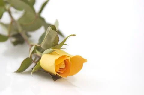 Rose Foto stock