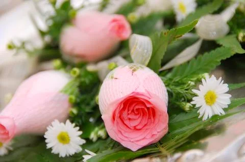 Rose Stock Photos