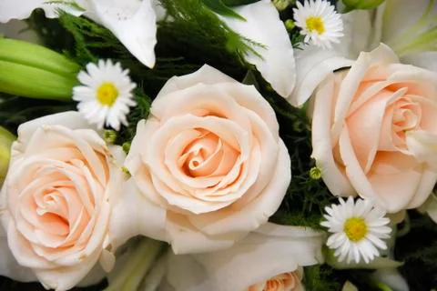 Rose Stock Photos