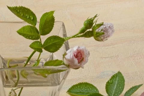 Rose Foto stock