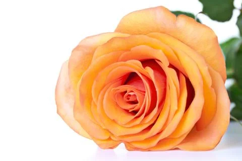 Rose Stock Photos